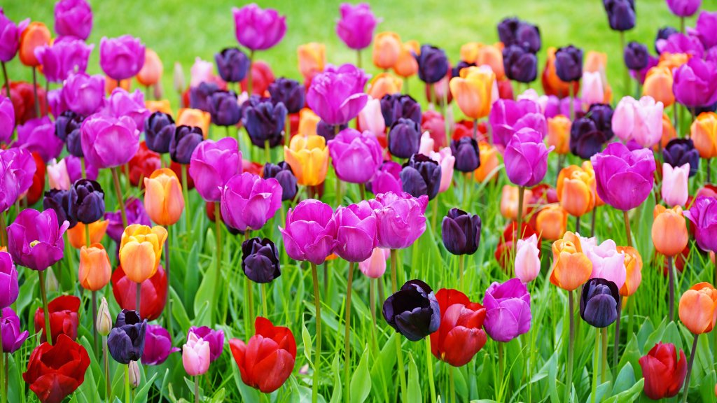 Tulip Seedling Care: A Complete Guide to Growing Vibrant Blooms