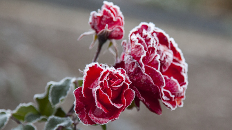 Winter Rose: Beauty, Symbolism, and Care for the Cold-Weather Bloom