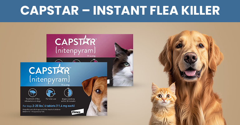 BudgetVetCare US: Affordable Pet Care Solutions for Your Furry Friends