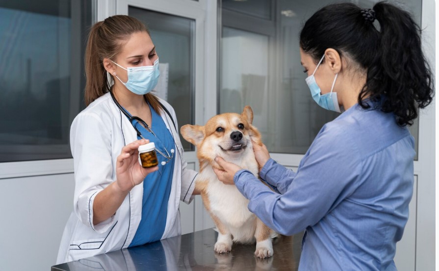 BudgetVetCare US – Trusted Pet Care Products Online
